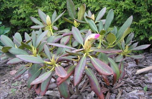 Бледные листья у рододендрона. Причины, почему рододендрон не цветет, опадают, желтеют, коричневеют листья