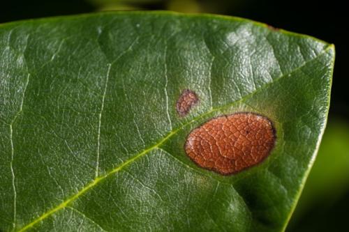 Мучнистая роса рододендрона. Мучнистая роса 03