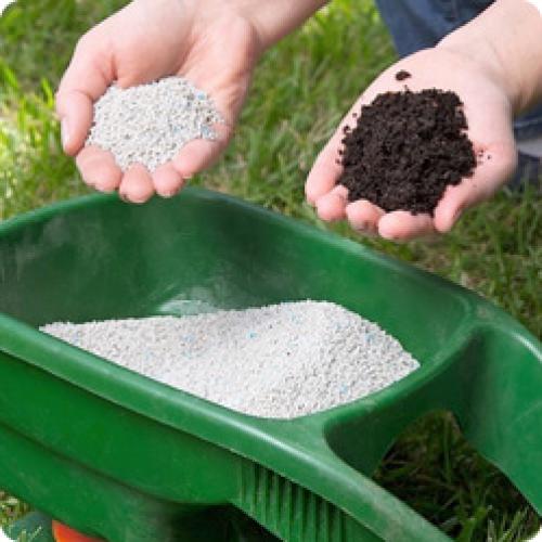 Бутоны рододендрона. КАК УХАЖИВАТЬ ЗА РОДОДЕНДРОНОМ