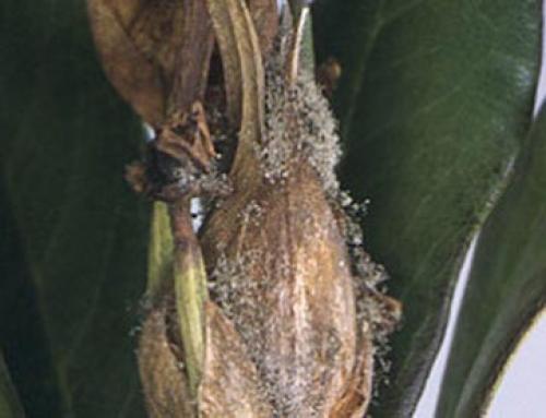 Бледные листья у рододендрона. Причины, почему рододендрон не цветет, опадают, желтеют, коричневеют листья