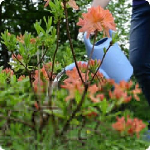 Бутоны рододендрона. КАК УХАЖИВАТЬ ЗА РОДОДЕНДРОНОМ