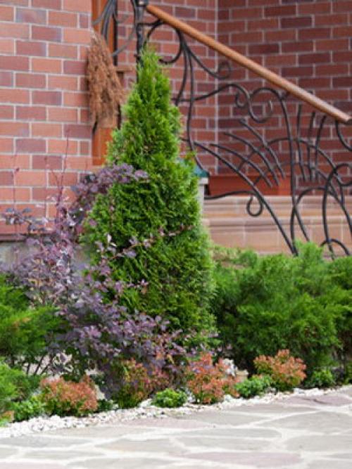 Какие типы хвойных деревьев необходимо укрывать на зиму в Сибири. Укрытие хвойных (видео)