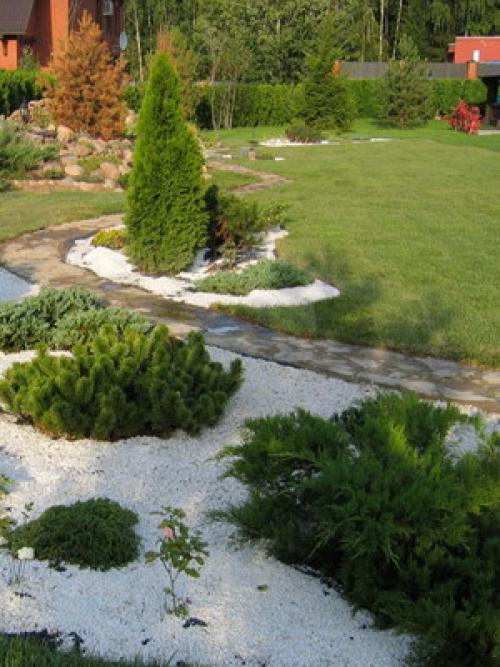 Какие типы хвойных деревьев необходимо укрывать на зиму в Сибири. Укрытие хвойных (видео)