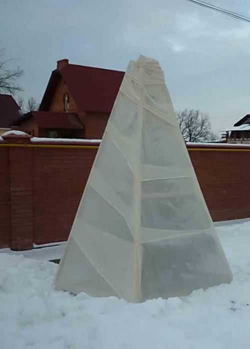 Как выбрать подходящий материал для укрытия хвойных деревьев на зиму в Сибири. Защита можжевельника от болезней и вредителей Больше всего неприятностей приносит можжевельникам ржавчина. О заболевании сигнализирует появление вздутий с желтоватыми студенистыми или слизистыми выделениями грибов. Больные ветви удаляют, а куст опрыскивают раствором препарата абига-пик (50 г на 10 л воды), 4 раза с интервалом в 10 дней.