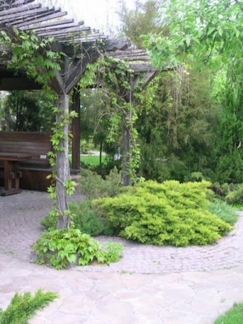 Какие материалы можно использовать для укрытия хвойных деревьев на зиму в Сибири