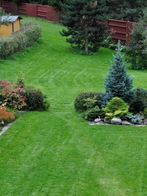 Какие типы хвойных деревьев необходимо укрывать на зиму в Сибири. Укрытие хвойных (видео)