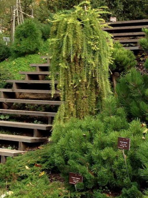 Какие типы хвойных деревьев необходимо укрывать на зиму в Сибири. Укрытие хвойных (видео)