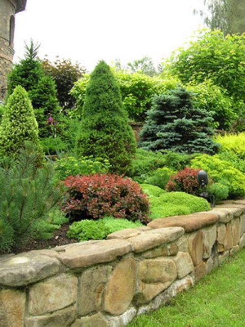 Какие типы хвойных деревьев необходимо укрывать на зиму в Сибири. Укрытие хвойных (видео)