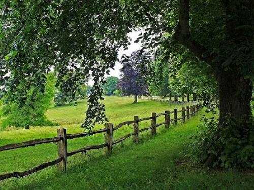 Можно ли сажать деревья за забором. Удаление от забора