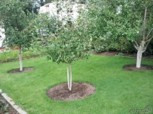 Расстояние между деревьями при посадке сада таблица. Планирование посадки плодовых деревьев и кустарников в саду