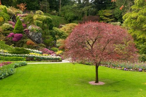 Какие деревья посадить в саду?