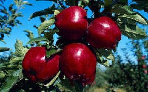 Расстояние между деревьями при посадке сада таблица. Планирование посадки плодовых деревьев и кустарников в саду 09