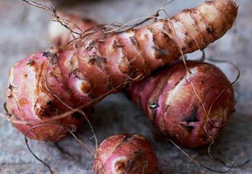 Как хранить топинамбур в погребе. Как хранить клубни топинамбура