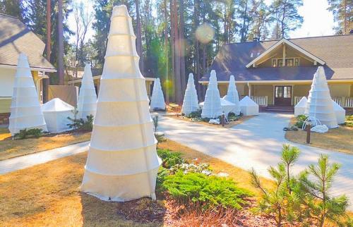 Как определить, нужно ли укрывать хвойные растения. Укрываем или нет? Секреты подготовки хвойников к зиме