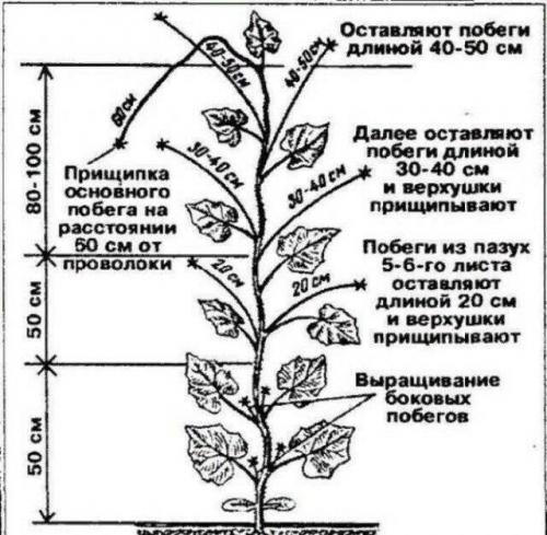 Как прищипывать годецию. Как правильно прищипывать огурцы