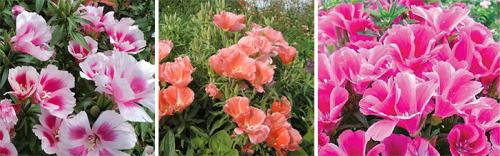 Годеция болезни. Виды, пригодные для выращивания в открытом грунте и популярные сорта годеции