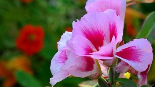 Посадка годеции и уход в открытом грунте. Годеция и ее выращивание 02