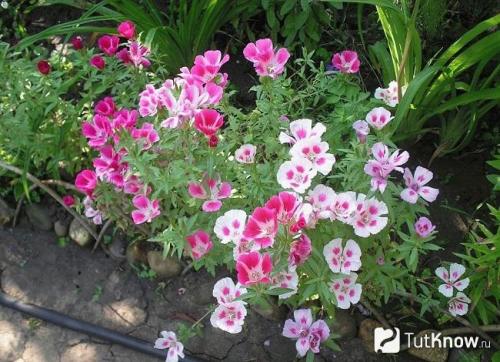 Посадка годеции и уход в открытом грунте. Годеция и ее выращивание 18