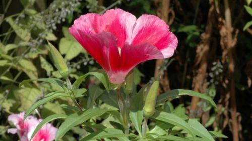 Посадка годеции и уход в открытом грунте. Годеция и ее выращивание 01