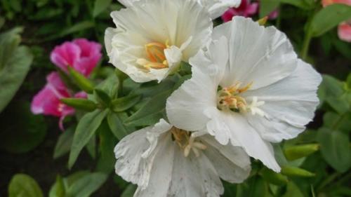 Посадка годеции и уход в открытом грунте. Годеция и ее выращивание 05