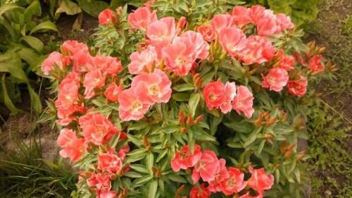 Посадка годеции и уход в открытом грунте. Годеция и ее выращивание 08