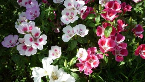 Посадка годеции и уход в открытом грунте. Годеция и ее выращивание 06