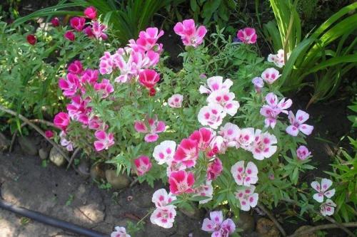 Годеция в саду. Уход за годецией