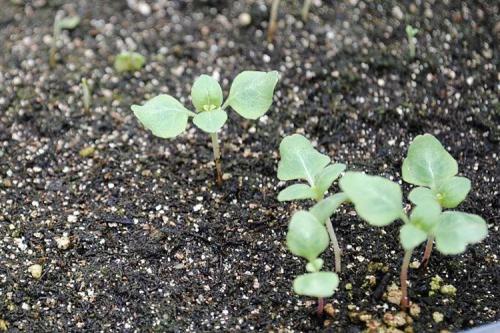 Годеция в саду. Уход за годецией