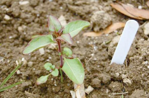 Посев годеции в открытый грунт. Посадка в открытый грунт