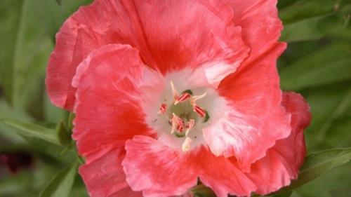 Посадка годеции и уход в открытом грунте. Годеция и ее выращивание 04