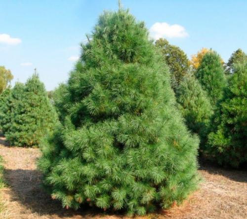 Какие деревья относятся к хвойным. Сосна