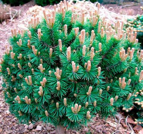 Какие деревья относятся к хвойным. Сосна