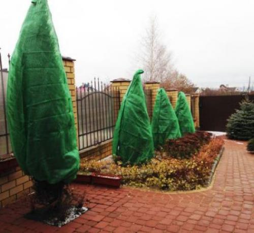 Как определить, что хвойное растение пережило зиму без потерь. Хвойные осенью: правила, как подготовить растения к зиме