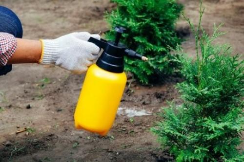 Как определить, что хвойное растение пережило зиму без потерь. Хвойные осенью: правила, как подготовить растения к зиме