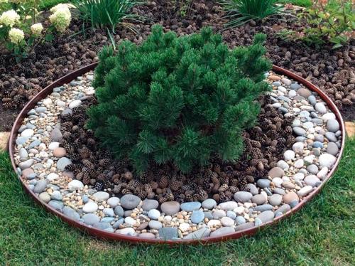 Как определить, что хвойное растение пережило зиму без потерь. Хвойные осенью: правила, как подготовить растения к зиме