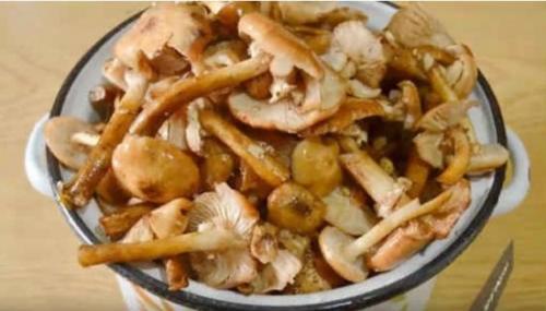 Икра из опят с луком и морковью и чесноком. Грибная икра из опят на зиму через мясорубку. Рецепт с луком, морковью и чесноком