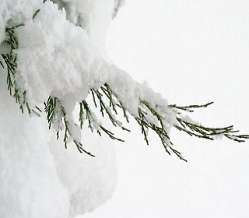 Защита хвойных растений от зимних погодных условий: основные принципы и методы 02 Защита хвойных растений от зимних погодных условий: основные принципы и методы 02