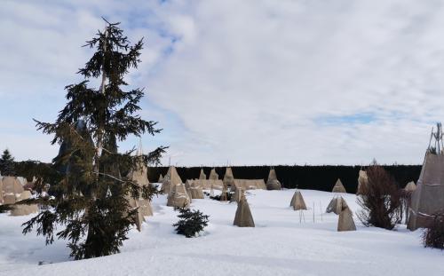 Защити свою тую от зимних холодов: лучшие методы укрытия 01
