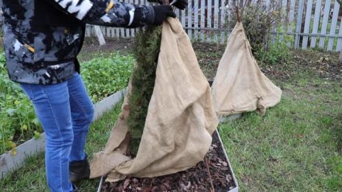 Можно ли использовать укрытие туи на зиму для защиты от снега. Укрытие туи на зиму