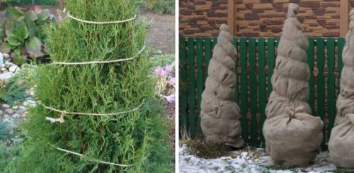 Защити свою тую от зимних холодов: лучшие методы укрытия 03