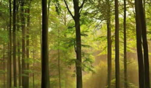 Береги хвою с молоду: как обеспечить здоровье и продолжительность жизни хвойного леса 01