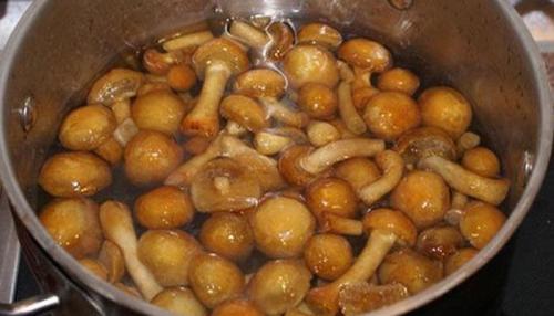 Лучшие рецепты грибной икры на зиму. Рецепт приготовления грибной икры на зиму из опят