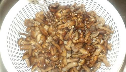 Лучшие рецепты грибной икры на зиму. Рецепт приготовления грибной икры на зиму из опят