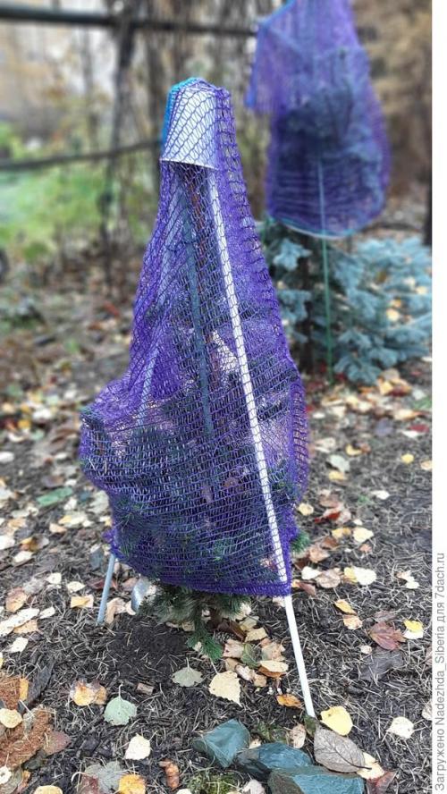 Как защитить хвойные растения от ветра и снежных заносов. Варианты защиты сада от снеговых разломов