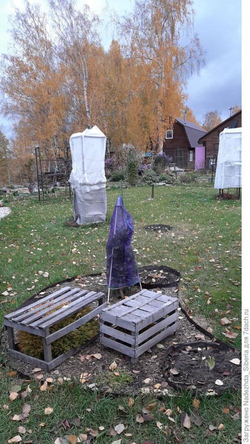 Как защитить хвойные растения от ветра и снежных заносов. Варианты защиты сада от снеговых разломов