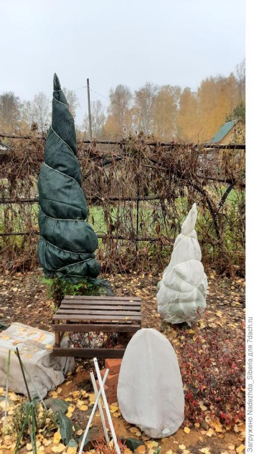 Как защитить хвойные растения от ветра и снежных заносов. Варианты защиты сада от снеговых разломов