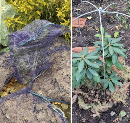 Можно ли использовать для укрытия хвойных растений сухой листьями или соломой. Торф, листва или хвойный опад? Чем утеплить корневую систему растений при укрытии на зиму