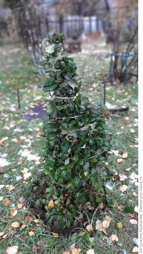 Как защитить хвойные растения от ветра и снежных заносов. Варианты защиты сада от снеговых разломов