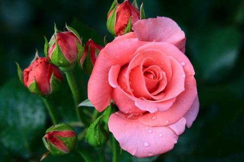 Сорта роз в цветочных магазинах. Виды и сорта роз: фото, названия и описания (каталог)