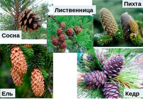 Какие растения относятся к хвойным. Характеристика и классификация